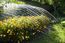 Sprinklers and Irrigation